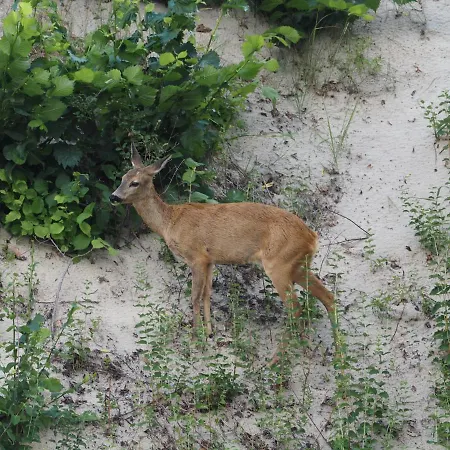 Apartment Nadmorska Ucieczka - Seaside Getaway - *